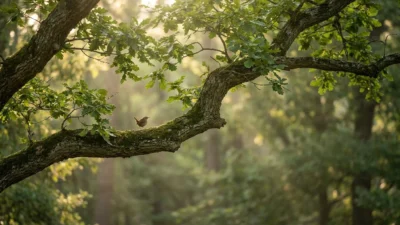 Synonyms for Bough